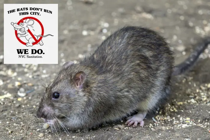 A rendering (inset) of the Sanitation Department's anti-rat T-shirt in partnership with Only NY.